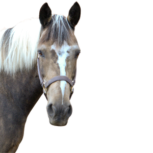 A gray horse with a white mane and a black and white forelock, a stripe, and a gray halter.